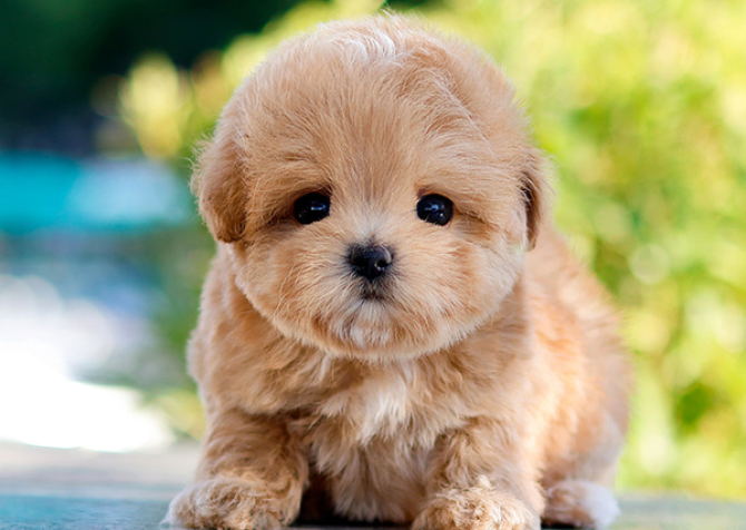 KORE KAN TOY POODLE